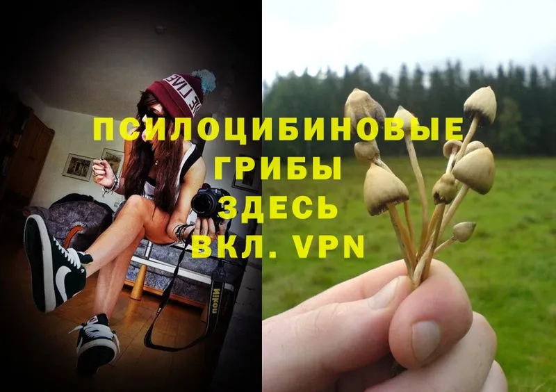 Псилоцибиновые грибы Cubensis  Ишимбай 